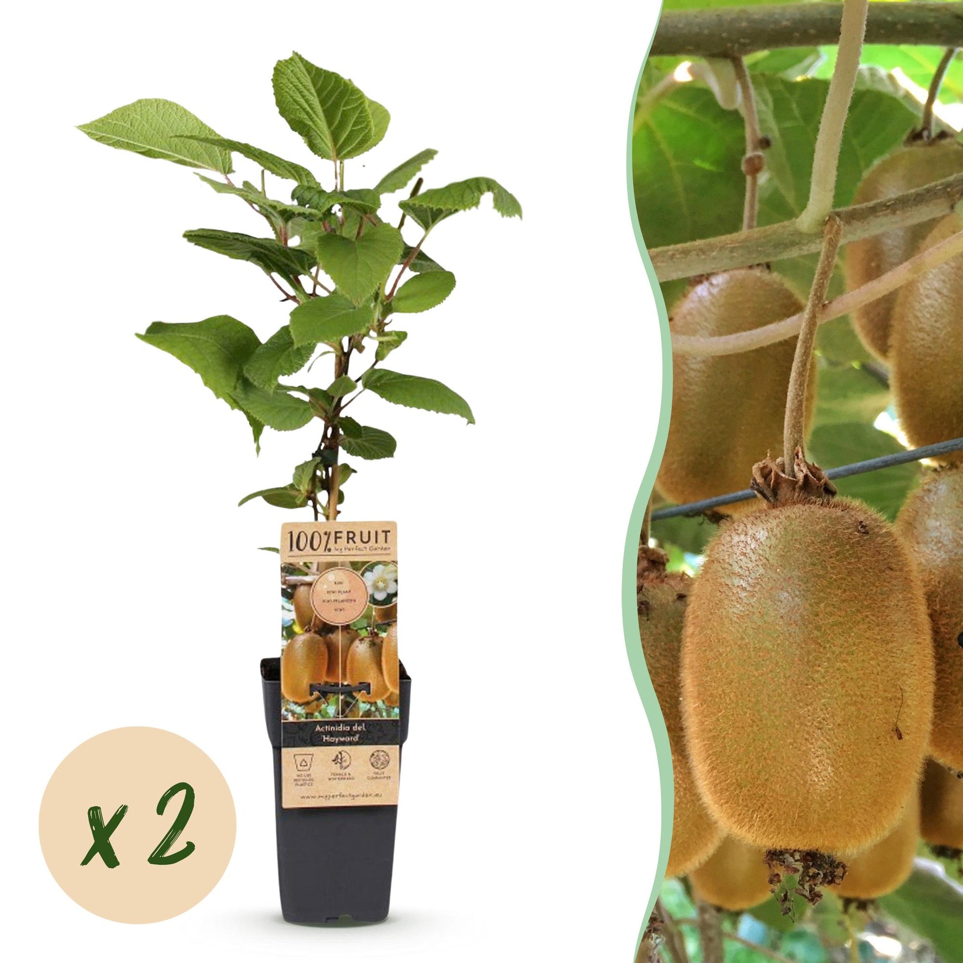Green boutiQ - Fruit plant - Actinidia deliciosa Hayward - Kiwi plant - Female - Green Fruit - 2 Plants - Pot 15cm - Height 50cm 