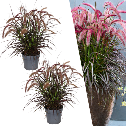 Pennisetum ‘Tiny Tails’ – kompaktes Lampenputzergras – 2 Pflanzen – Ø15cm – ↨40-50cm – winterhart & pflegeleicht – Ziergras für Garten, Kübel & Beete 