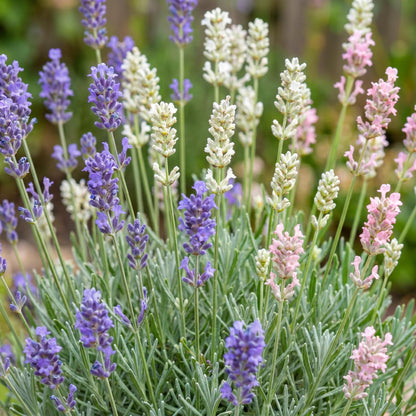 Lavendel 'Tricolour' – Lavandula 'Tricolour' – 6 Pflanzen – Topf Ø11cm – Bienenfreundliche Staude für Garten & Balkon