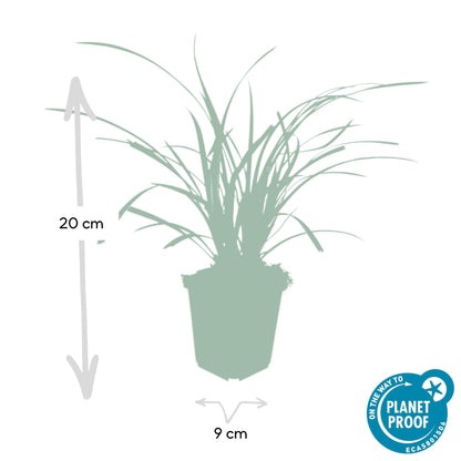 Weißrandige Segge Carex morrowii 'Ice Dance' – ↕10-25cm – Ø9cm – 6 Pflanzen – Immergrünes Ziergras – Bodendecker für Sonne & Schatten – Pflegeleicht