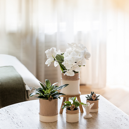 Kolibri Home | Tree Übertopf - Sand - Ø9cm 