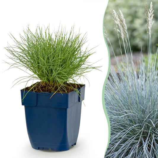 Blauschwingel – Festuca glauca – 6 Pflanzen – Topf Ø11cm – Bienenfreundliche Staude für Garten & Balkon