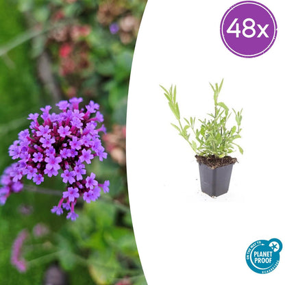Verbena bonariensis – 48 Pflanzen – ↕10-25cm – Ø9cm – Luftige Staude – Lila Blüten – Sommer- & Herbstblüher – Bienenfreundlich & Winterhart 