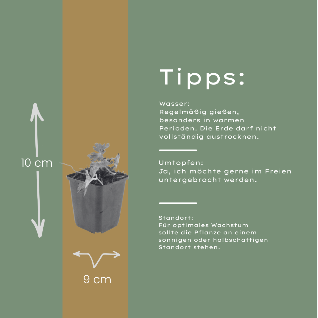 Geranium Azure Rush – 24 Pflanzen – Ø9cm – Höhe 10-25cm – Winterharte Staude – Hellblaue Blüten – Bodendecker für Beet, Steingarten & Kübel