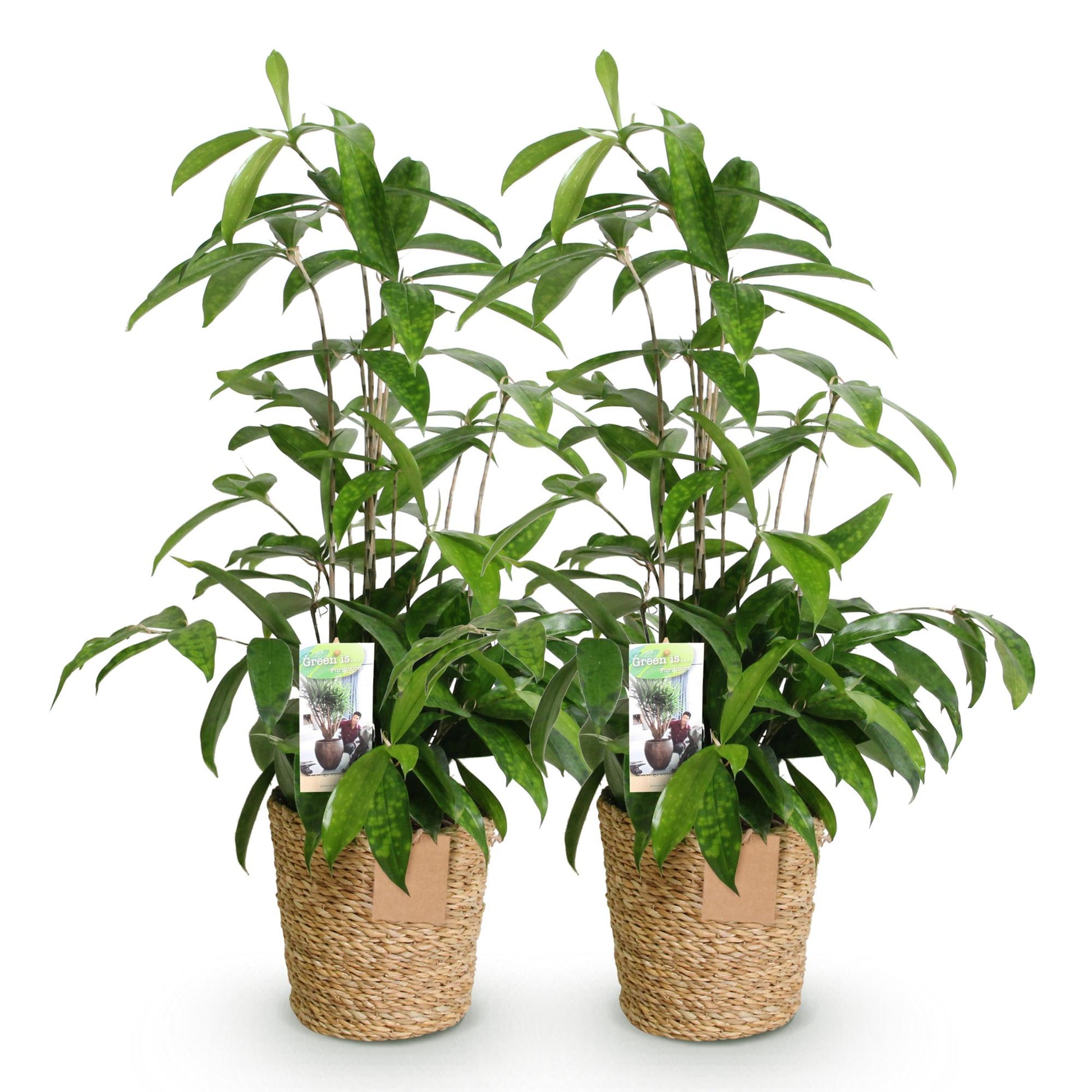 Green boutiQ - Zimmerpflanzen - Dracaena surculosa - Drachenblutbaum - Wenig Pflege - mit Korb - Grün - 2 Pflanzen - Topf 17cm - Höhe 60-70cm 