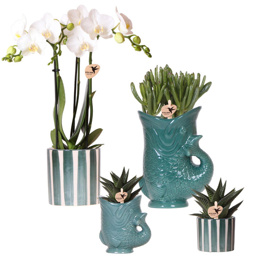 Set mit weißer Orchidee Amabilis & Sukkulenten – Blühende Zimmerpflanzen in keramischen Ziertöpfen Ø9 cm & Ø6 cm – Frisch vom Züchter 
