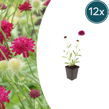 Knautia macedonica – 12 Pflanzen – Ø9cm – Höhe 10-25cm – Winterharte Staude – Tiefrote Blütendolden – Bienen- & Schmetterlingsfreundlich für Beet & Präriegarten