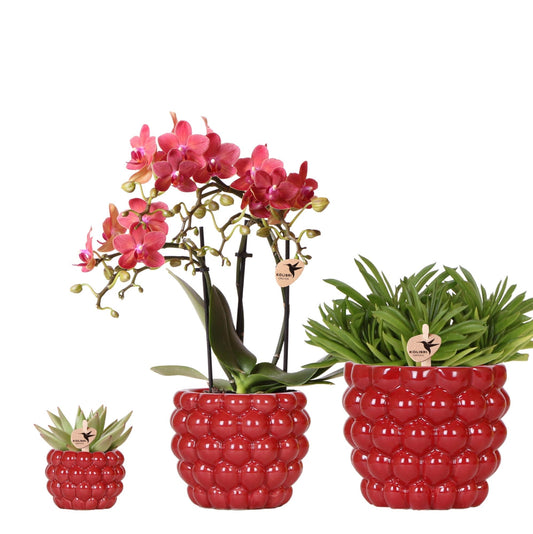 Pflanzenset Rote Phalaenopsis-Orchidee Congo & Sukkulenten – Inklusive keramische Berry Ziertöpfe – Blühende Zimmerpflanzen – Frisch vom Züchter 