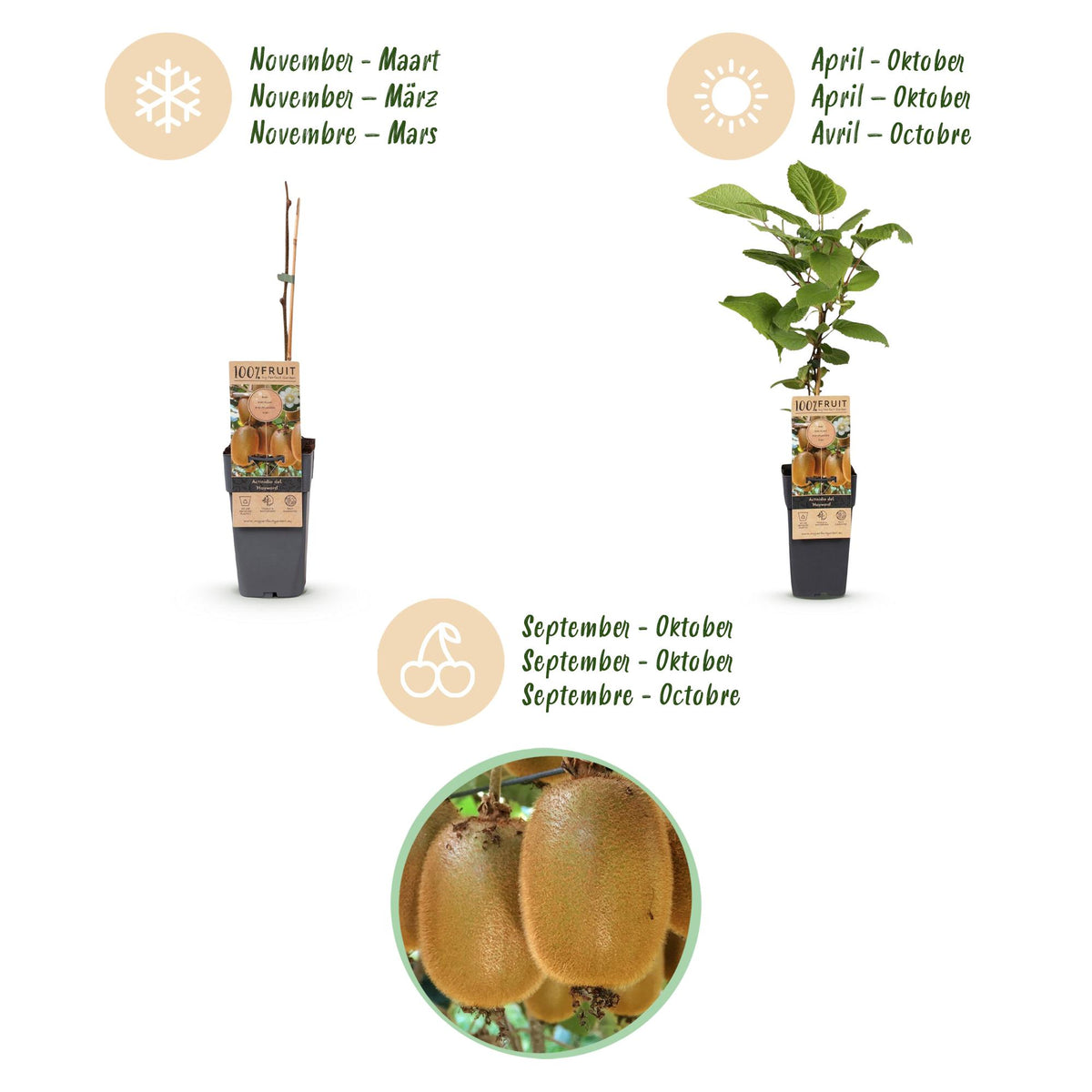 Green boutiQ - Fruit Plant - Actinidia deliciosa Ken's Red - Kiwi Plant - Female - Red Fruit - 2 Plants - Pot 15cm - Height 50cm 