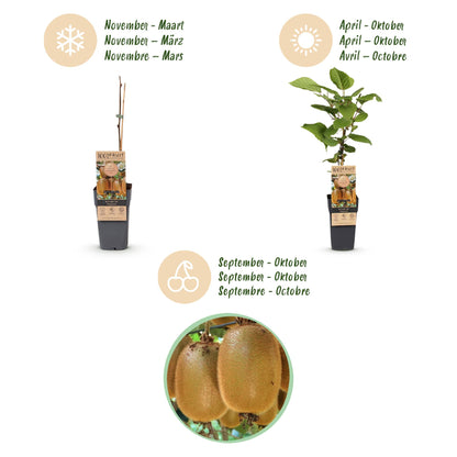 Green boutiQ - Fruit Plant - Actinidia deliciosa Ken's Red - Kiwi Plant - Female - Red Fruit - 2 Plants - Pot 15cm - Height 50cm 