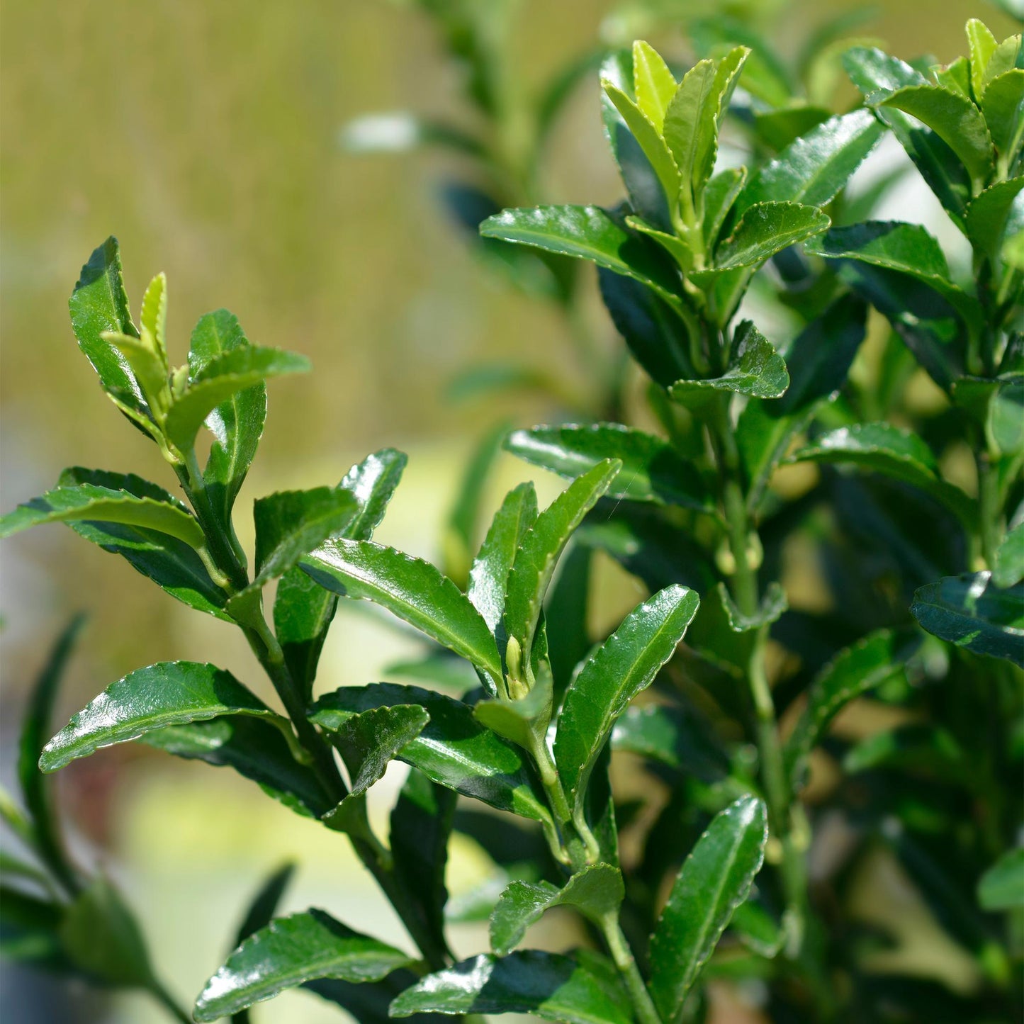 Immergrüner Japanischer Spindelstrauch – Euonymus japonicus 'Green Spire' – 8 Pflanzen für 1 Meter Hecke – Heckenpflanze im 9cm Topf – Höhe 20–25cm – Winterhart & Pflegeleicht