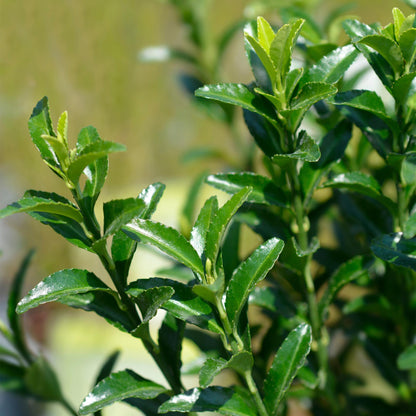 Immergrüner Japanischer Spindelstrauch – Euonymus japonicus 'Green Spire' – 8 Pflanzen für 1 Meter Hecke – Heckenpflanze im 9cm Topf – Höhe 20–25cm – Winterhart & Pflegeleicht