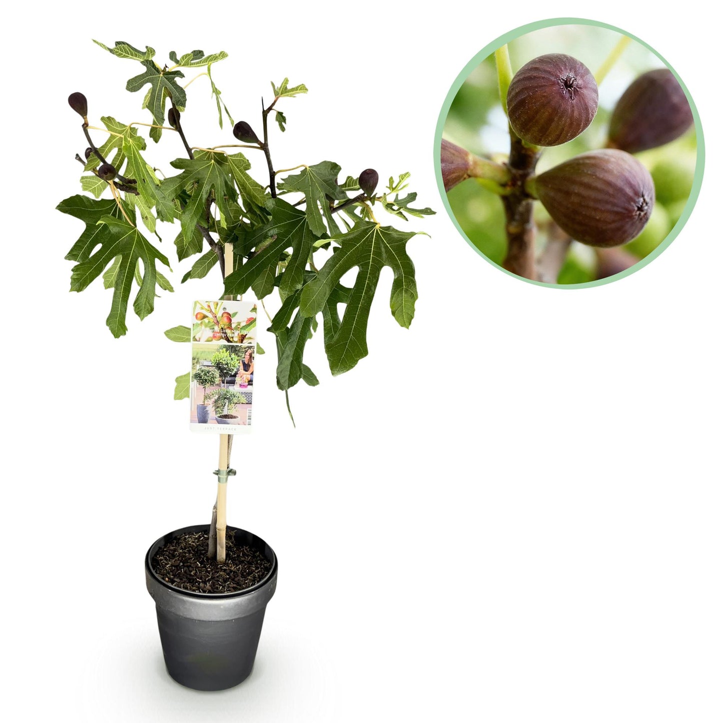 GreenboutiQ - Stamm Pflanze - Ficus carica Little Miss Figgy - Terrassen Pflanze - Laubabwerfend - Winterhart - Grüne Frucht - Topf 19cm Höhe 90cm 
