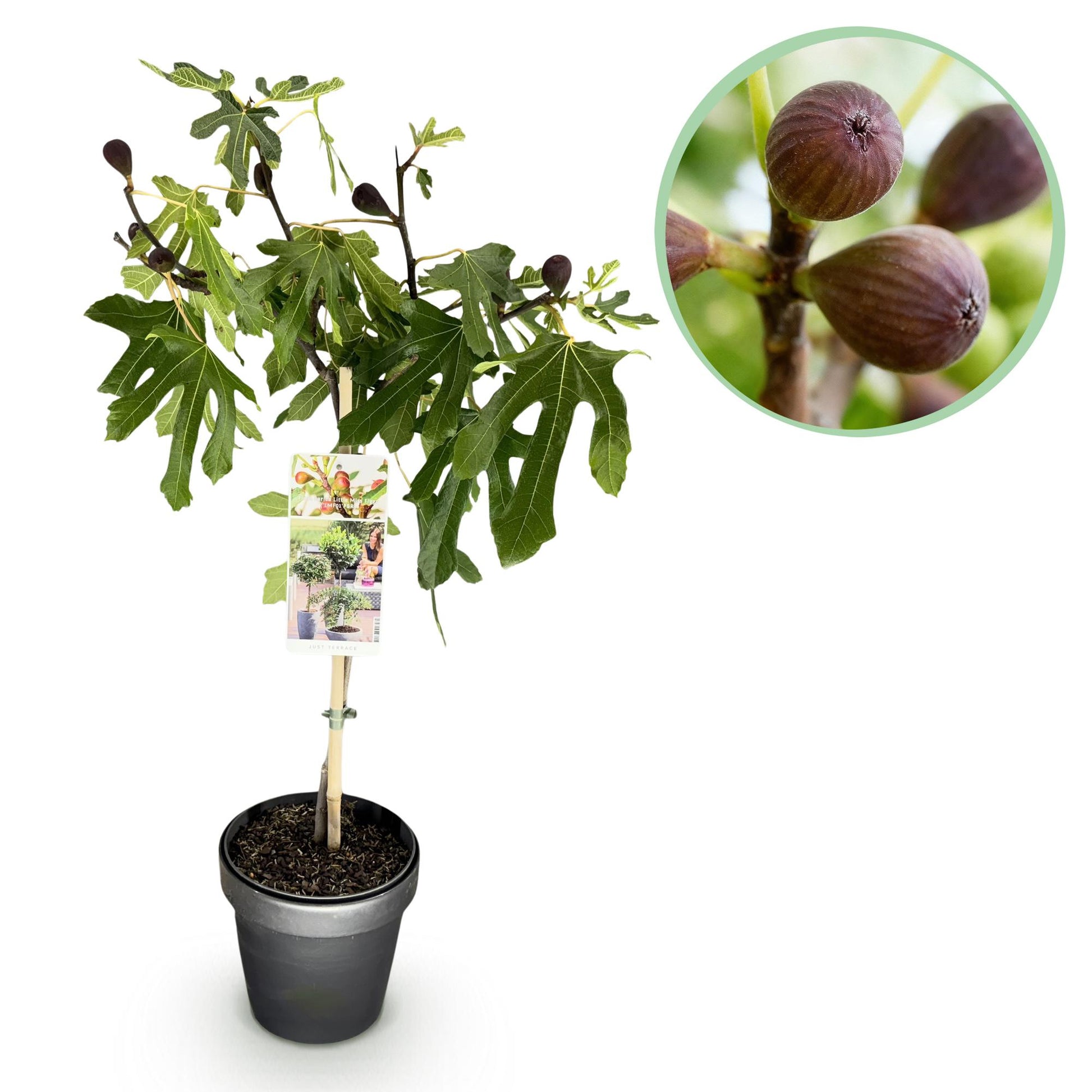 GreenboutiQ - Stamm Pflanze - Ficus carica Little Miss Figgy - Terrassen Pflanze - Laubabwerfend - Winterhart - Grüne Frucht - Topf 19cm Höhe 90cm 