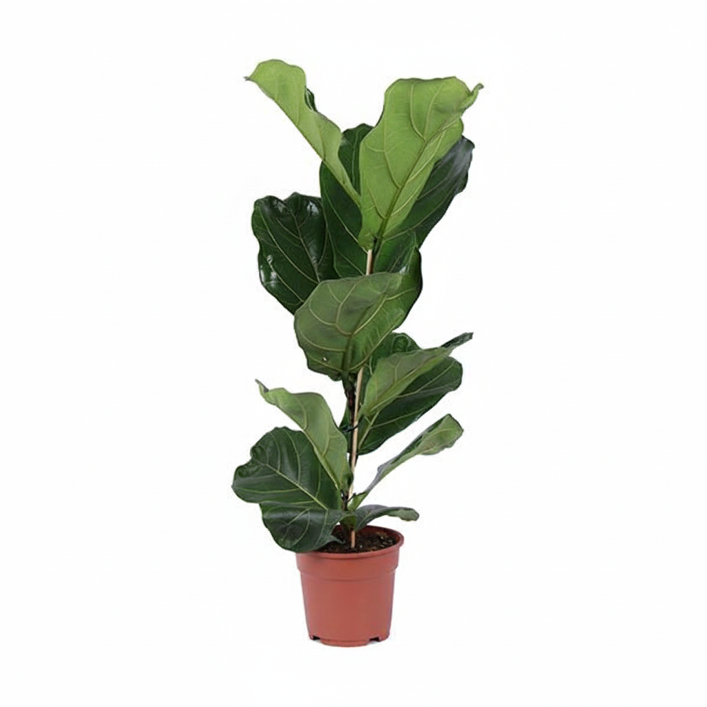 Ficus Lyrata – ca.80cm Zimmerpflanze – Geigenfeige mit großen Blättern – Dekorative Grünpflanze für Wohnzimmer Büro & Wintergarten – Modern & pflegeleicht - Oasis of Life