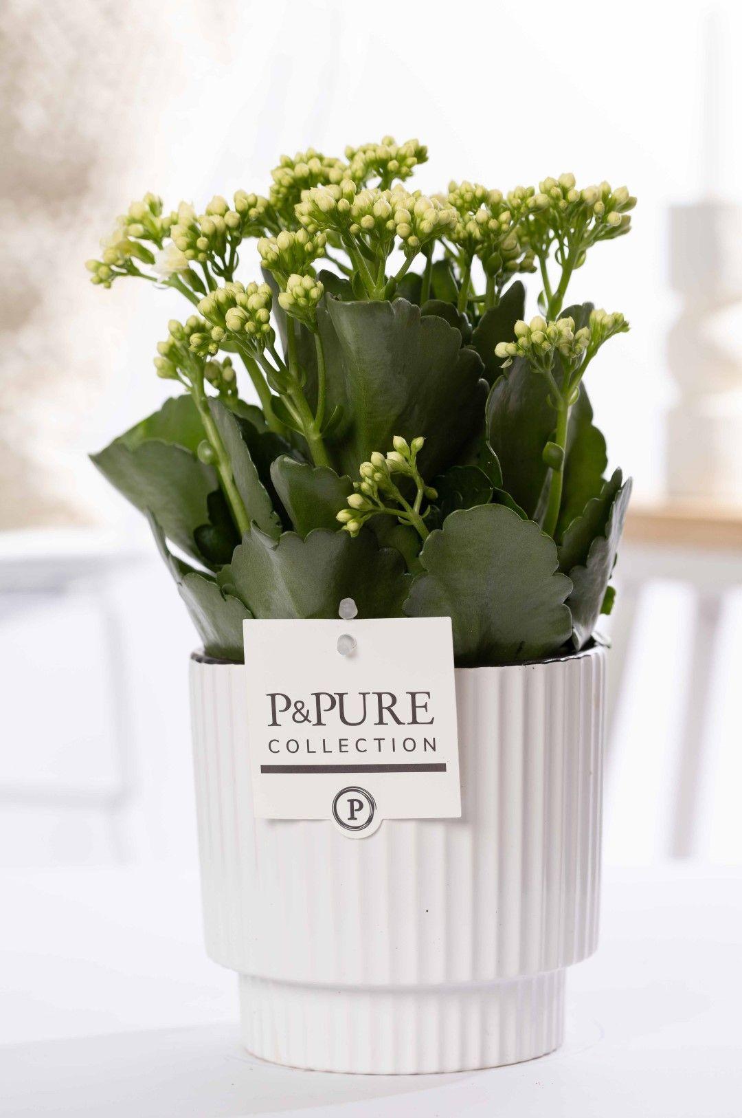 Kalanchoe White In P&PURE Ivy Ceramics Green - Ø12cm - ↕27cm 