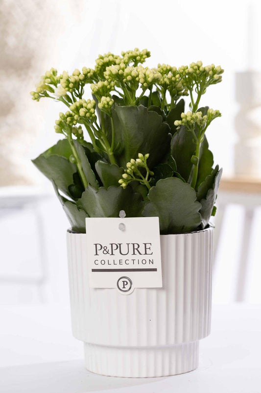 Kalanchoe White In P&PURE Ivy Ceramics Green - Ø12cm - ↕27cm 