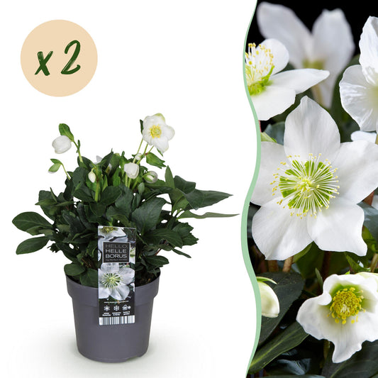 GreenboutiQ - Gartenpflanze - Weihnachtsrose - Helleborus Christmas Carol - Weiße Blüte - 2 Pflanzen - Immergrün - Topf 14cm Höhe 30cm 