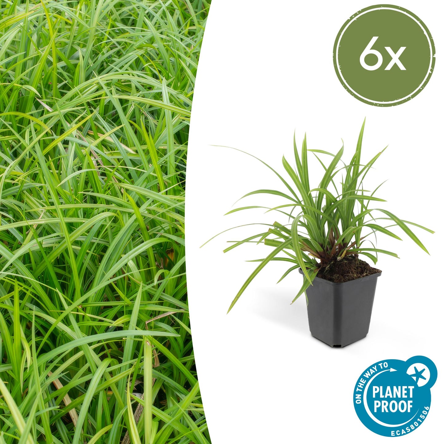 Grünblättrige Segge Carex morrowii 'Irish Green' – ↕10-25cm – Ø9cm – 6 Pflanzen – Bodendecker – Immergrün – Pflegeleicht – Schattentauglich