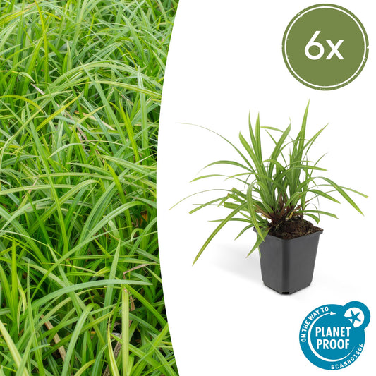 Grünblättrige Segge Carex morrowii 'Irish Green' – ↕10-25cm – Ø9cm – 6 Pflanzen – Bodendecker – Immergrün – Pflegeleicht – Schattentauglich