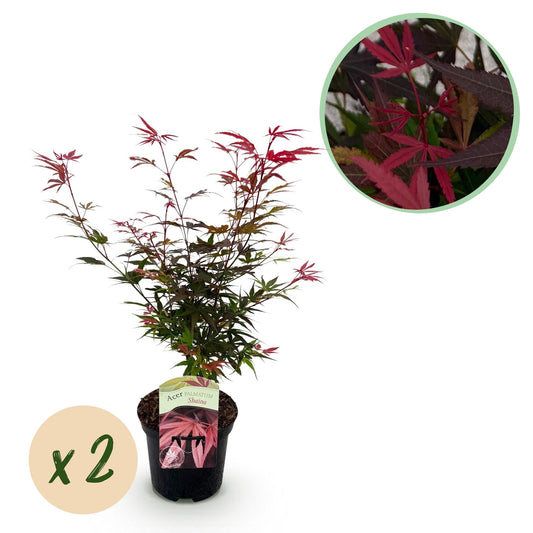 Japanischer Ahorn – Acer palmatum 'Shaina' – 2 Pflanzen – ca. 70 cm hoch – Topf Ø19 cm – tiefrote Blätter – Balkon- & Gartenpflanze 