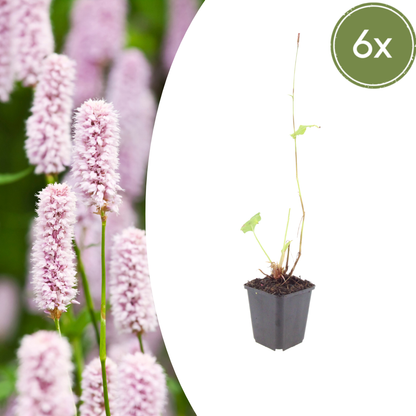 Persicaria bistorta – 6 Pflanzen Ø9cm – Höhe 10–25cm – Rosa blühende Staude – Winterhart & Bienenfreundlich – Ideal für Feuchtbeet Teichrand & Naturgarten