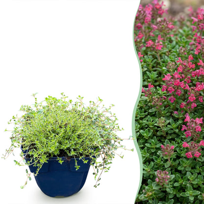 Kriech-Thymian 'Red Carpet' – Thymus praecox 'Red Carpet' – 6 Pflanzen – Topf Ø11cm – Bienenfreundliche Staude für Garten & Balkon