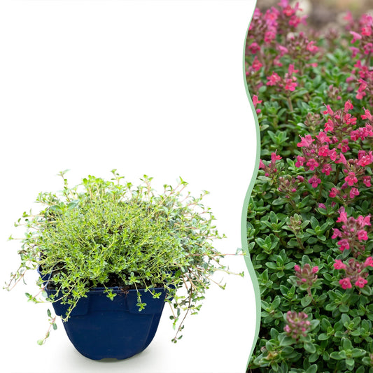 Kriech-Thymian 'Red Carpet' – Thymus praecox 'Red Carpet' – 6 Pflanzen – Topf Ø11cm – Bienenfreundliche Staude für Garten & Balkon