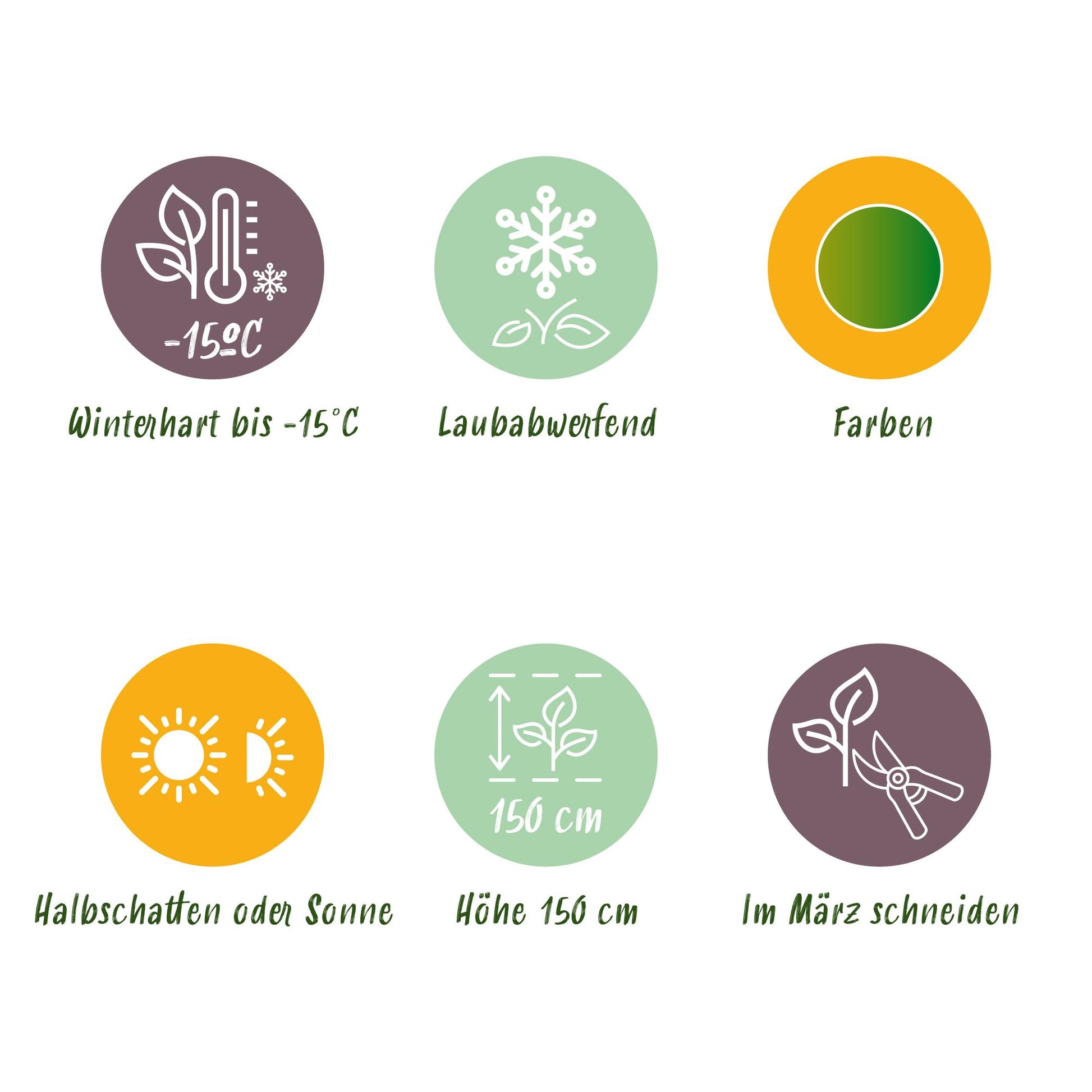 GreenboutiQ - Gartenpflanze - Acer palmatum Emerald Lace - Grün - 3 Pflanzen - Laubabwerfend - Wenig Pflege - Topf 12cm Höhe 35cm 