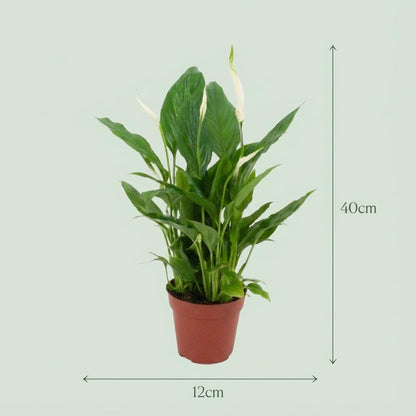 Scheidenblatt Spathiphyllum Einblatt – Ø12cm – Höhe 35–40cm – Luftreinigende Zimmerpflanze mit weißen Blüten – Pflegeleichte Grünpflanze für Wohnraum & Büro 