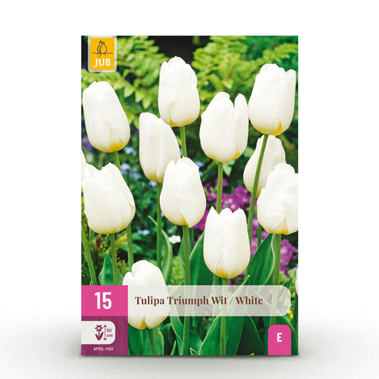 GreenboutiQ - Blumenzwiebeln - Tulp Triumph White - Farbe Weiß - 15 Stück - Zwiebelgröße 11/12 - XXL Pack 