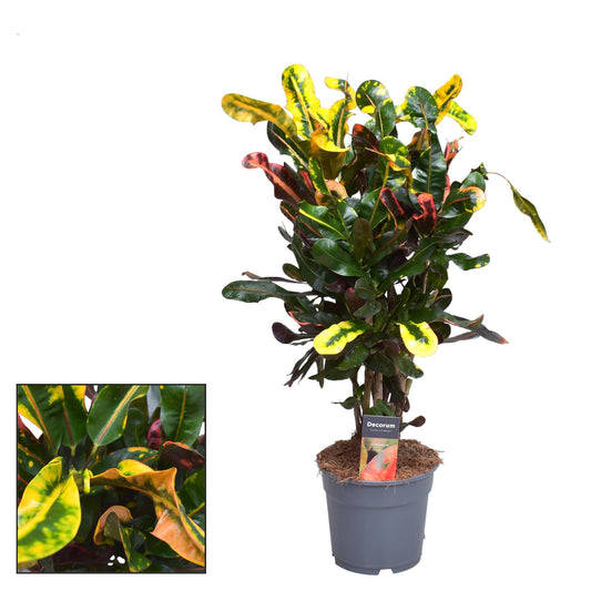 Croton Mammi – Zimmerpflanze – Ø17cm – ↕60cm – Bunte, auffällige Blätter – Pflegeleicht & dekorativ 