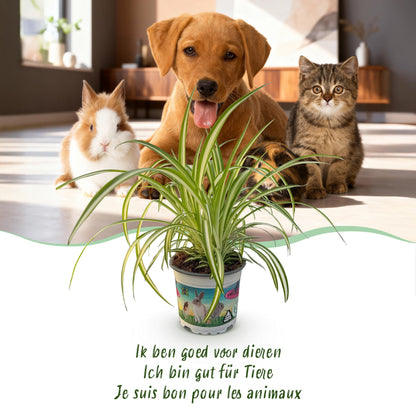 Green boutiQ - Zimmerpflanze - Chlorophytum comosum Variegatum - Bunte Graslilie - Haustierfreundliche Pflanze - Grün - 1 Pflanze - mit Potter Grau - Topf 12cm - Höhe 20cm 