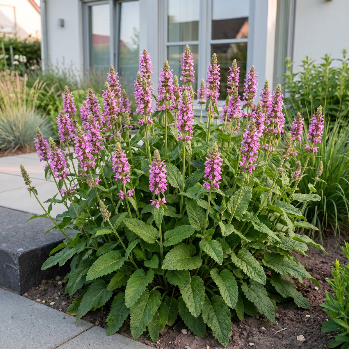 Ziest 'Ukkie' – Stachys officinalis 'Ukkie' – 6 Pflanzen – Topf Ø11cm – Bienenfreundliche Staude für Garten & Balkon