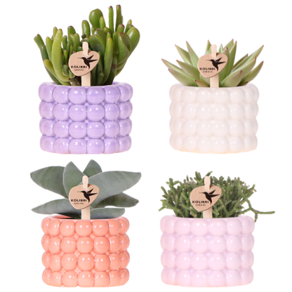 Kolibri Company | Poppy Mix Pflanzenset | Lila, Weiß, Peach & Rosa mit Grünpflanzen Ø6 cm 
