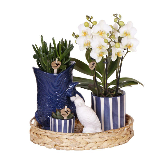 Pflanzenset Mediterranean Sunset – Weiße Phalaenopsis Orchidee Lausanne & Sukkulenten – 3 Pflanzen mit Keramik-Ziertöpfen – Inklusive Tablett – Mediterraner Stil 