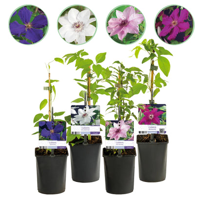 Kletterpflanze - Clematis Rainbow - Blüte Rosa Weiß Lila Rot - Wenig Pflege - 4 Pflanzen - Topf 11cm Höhe 40cm