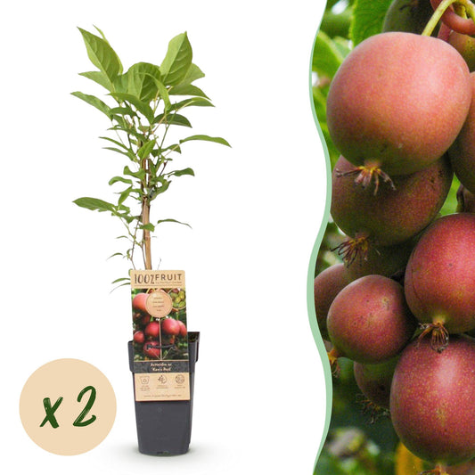 Green boutiQ - Fruit Plant - Actinidia deliciosa Ken's Red - Kiwi Plant - Female - Red Fruit - 2 Plants - Pot 15cm - Height 50cm 