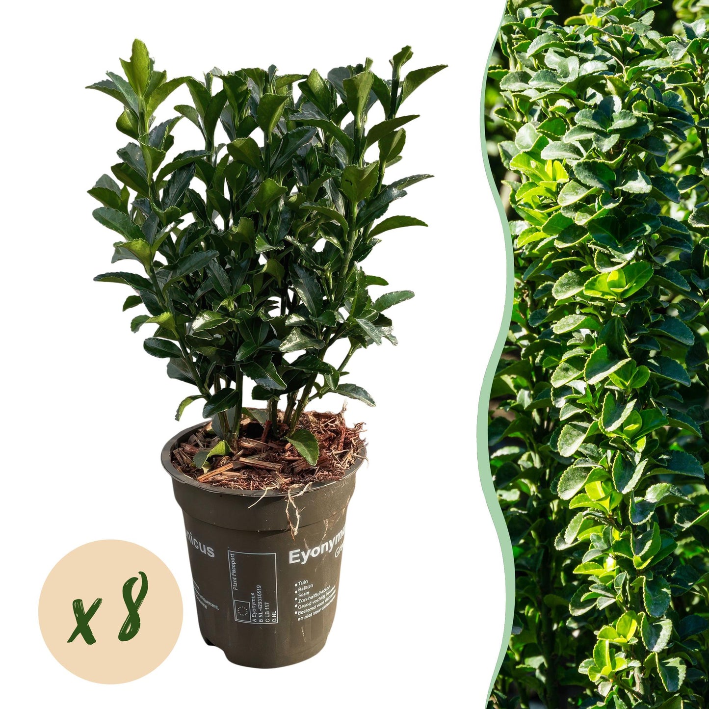 Immergrüner Japanischer Spindelstrauch – Euonymus japonicus 'Green Spire' – 8 Pflanzen für 1 Meter Hecke – Heckenpflanze im 9cm Topf – Höhe 20–25cm – Winterhart & Pflegeleicht