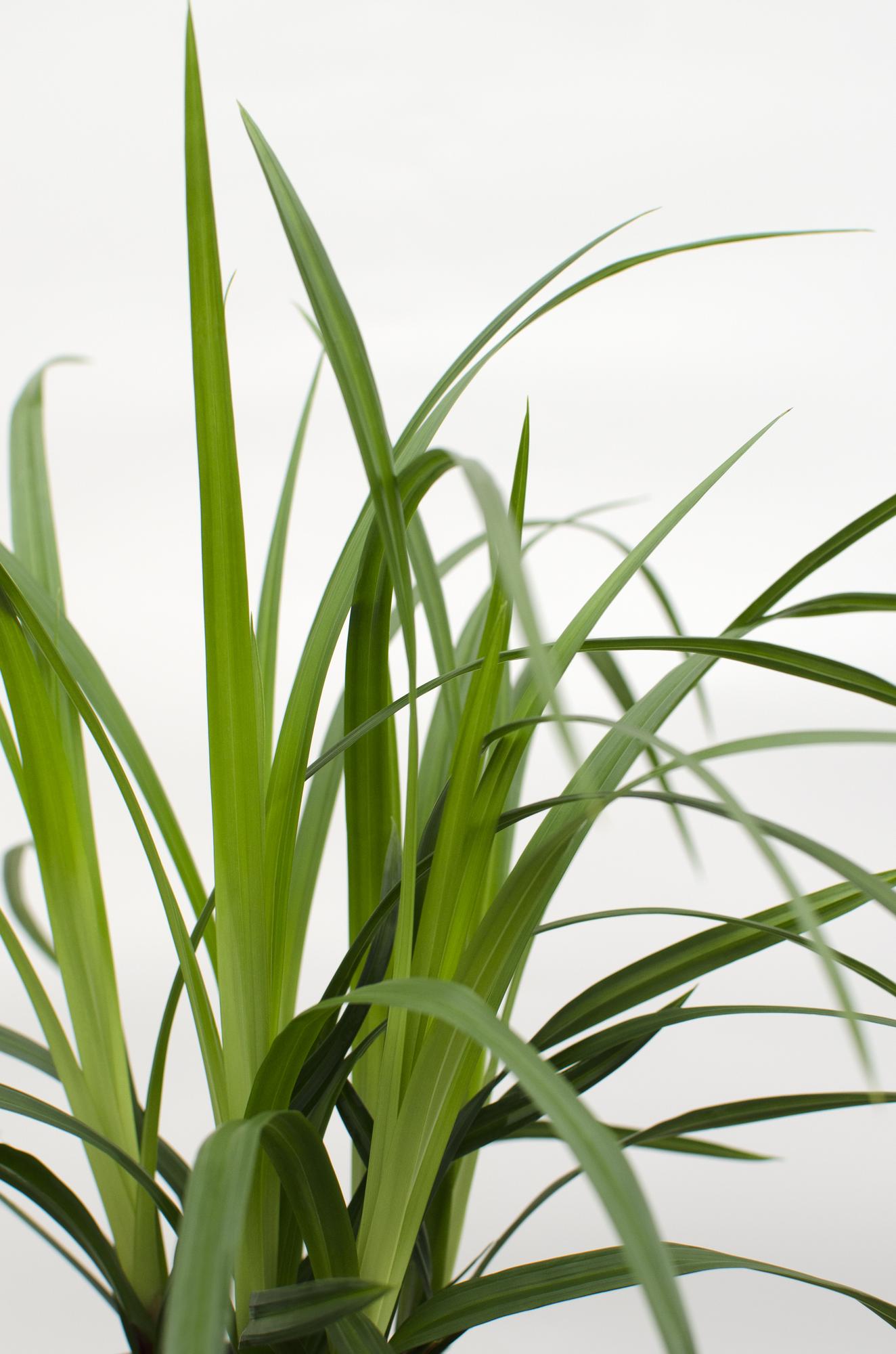 3x - Carex morrowii 'Irish Green' - ↨30cm - Ø14 