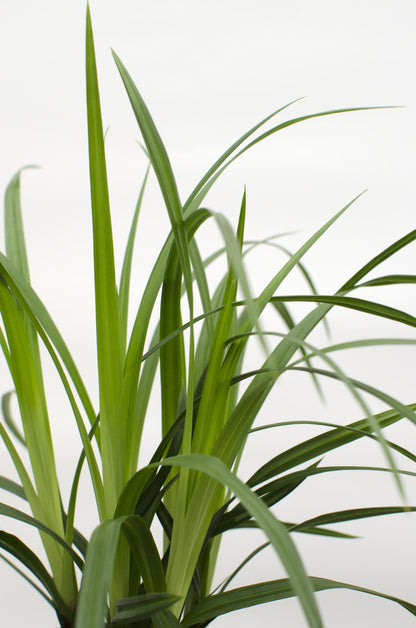 3x - Carex morrowii 'Irish Green' - ↨30cm - Ø14 