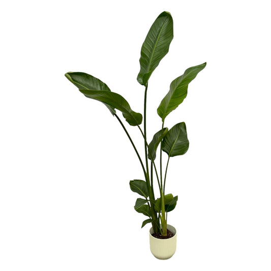 Paradiesvogelblume – Strelitzia Nicolai inkl. Topf Vibes Fold Round Weiß – ca. 100 cm hoch – Ø18 cm – Zimmerpflanze im Design-Topf 