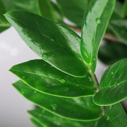 Green boutiQ - Zimmerpflanzen - Zamioculcas - ZZ-Pflanze - Wenig Pflege - mit Korb - Grün - 1 Pflanze - Topf 17cm - Höhe 65-75cm 