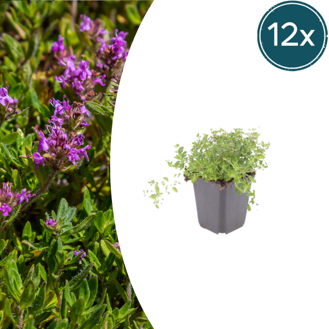 Thymus serpyllum Set – 12 Pflanzen Ø9cm – Duftender Sand Thymian Bodendecker – Winterhart trockenheitsresistent niedrig wachsend – Für Steinfugen Wege Garten Terrasse Bienenfreundlich 