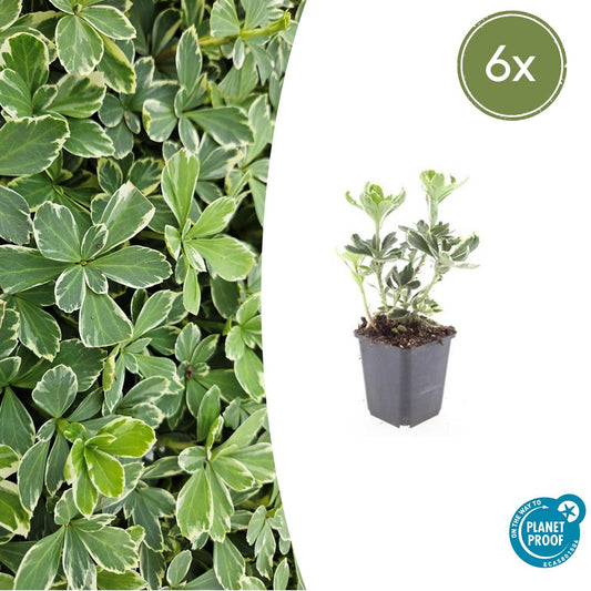 Schattengrün Pachysandra terminalis 'Variegata' – ↕10-25cm – Ø9cm – 6 Pflanzen – Immergrüner Bodendecker – Cremeweiße Blätter – Pflegeleicht & Winterhart