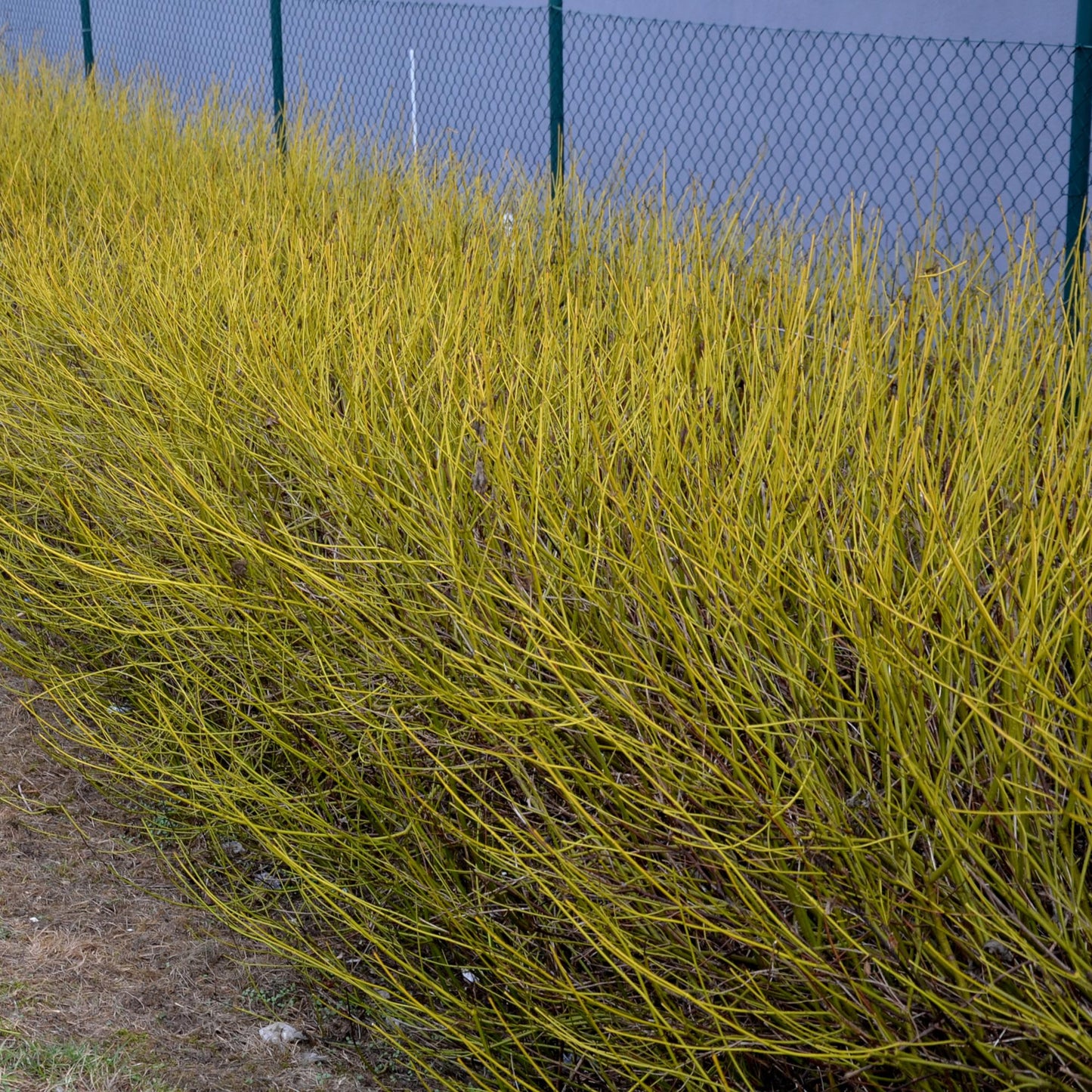 GreenboutiQ - Sträucher - Cornus alba Flaviramea - Grüne Zweige - 1 Pflanze - Laubabwerfend - Wenig Pflege - Topf 17cm Höhe 45cm 