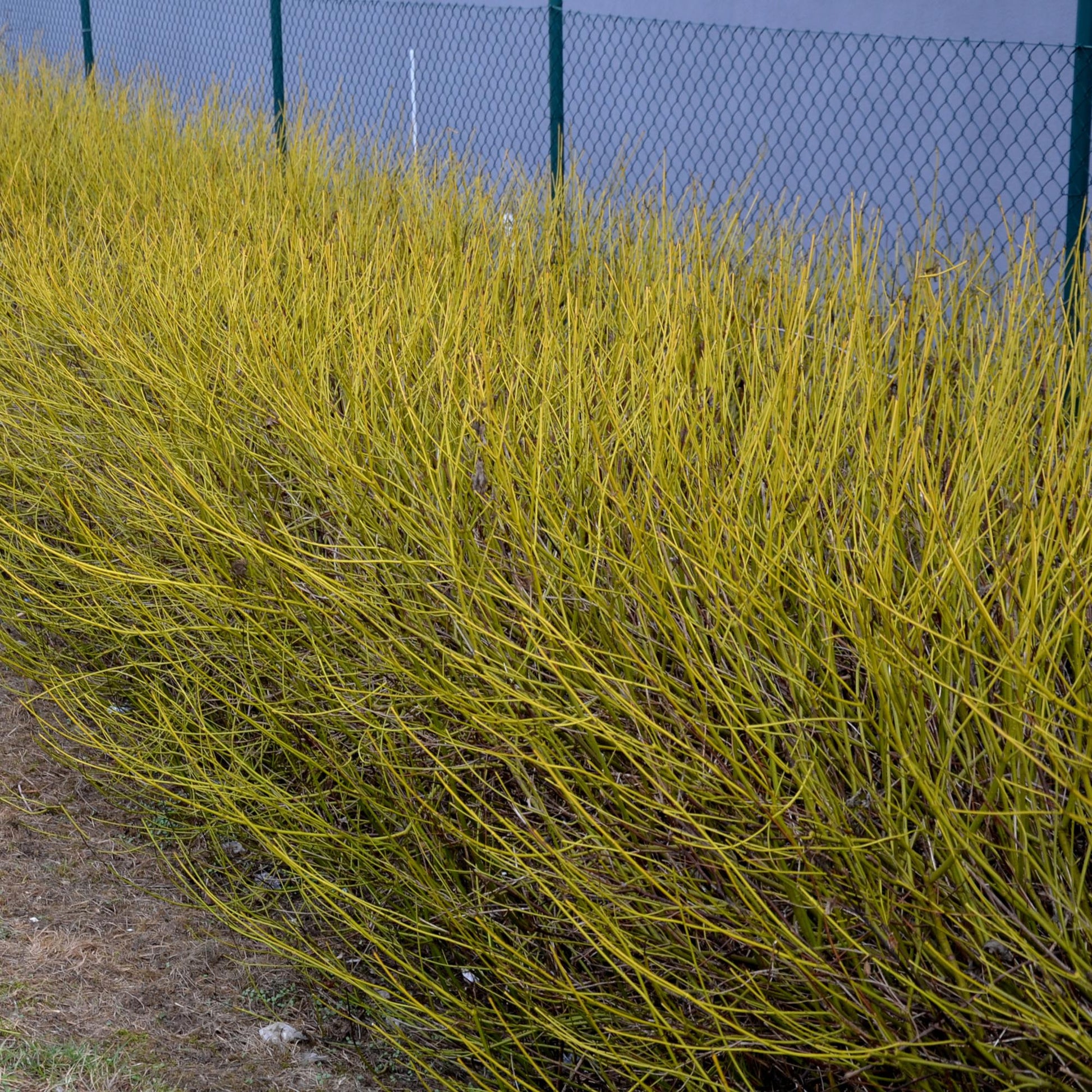 GreenboutiQ - Sträucher - Cornus alba Flaviramea - Grüne Zweige - 1 Pflanze - Laubabwerfend - Wenig Pflege - Topf 17cm Höhe 45cm 