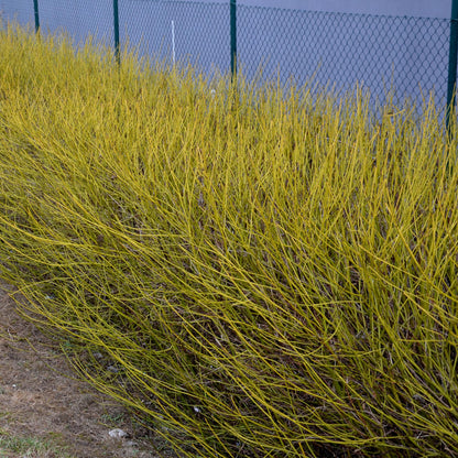 GreenboutiQ - Sträucher - Cornus alba Flaviramea - Grüne Zweige - 1 Pflanze - Laubabwerfend - Wenig Pflege - Topf 17cm Höhe 45cm 