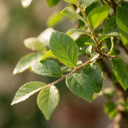 Bonsai Baum mit kugelförmiger Krone Höhe 25–30cm – Klassischer Miniaturbaum in dekorativer Keramikschale – Elegante Zimmerpflanze für Wohnraum & Büro 