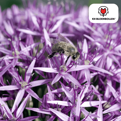 Allium 'Globemaster' – Zierlauch – violette Blütenkugeln – 5 Blumenzwiebeln – ↕80-100cm – bienenfreundliche Sommerblüher 